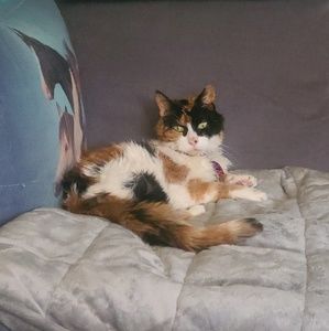 Meet your Posher, Mandi